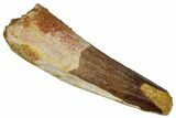 Fossil Spinosaurus Tooth - Real Dinosaur Tooth #360114-1